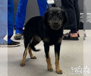 Mutt Dogs for adoption in Washington, DC, USA