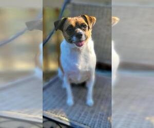 Jack Russell Terrier Dogs for adoption in Rockville, MD, USA