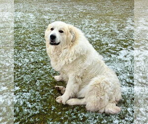 Great Pyrenees-Unknown Mix Dogs for adoption in Unionville, PA, USA