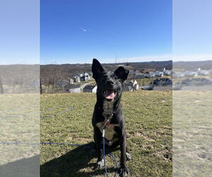 German Shepherd Dog-Unknown Mix Dogs for adoption in Springdale, PA, USA