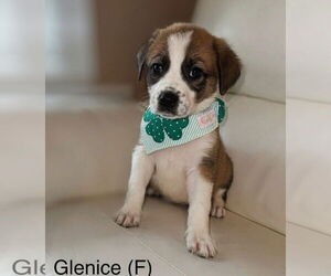 Mutt Dogs for adoption in Jackson Township, NJ, USA