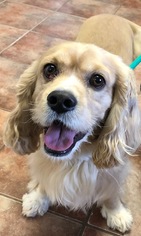 Cocker Spaniel Dogs for adoption in Amarillo, TX, USA