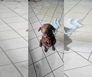 Chocolate Labrador retriever-Unknown Mix Dogs for adoption in DuQuoin, IL, USA