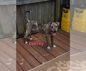 Catahoula Leopard Dog-Mountain Cur Mix Dogs for adoption in Nesbit, MS, USA