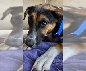 German Shepherd Dog-Unknown Mix Dogs for adoption in Chula Vista, CA, USA