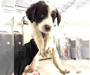 Labrador Retriever-Unknown Mix Dogs for adoption in Houston, TX, USA