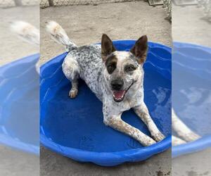 Mutt Dogs for adoption in Sacramento, CA, USA