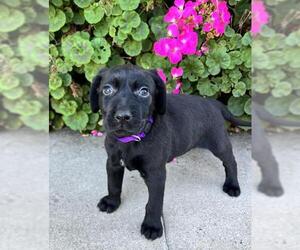 German Shorthaired Lab Dogs for adoption in Marina Del Rey, CA, USA