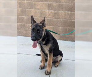 German Shepherd Dog Dogs for adoption in Salinas, CA, USA