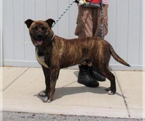 Shepradors Dogs for adoption in Louisville, KY, USA