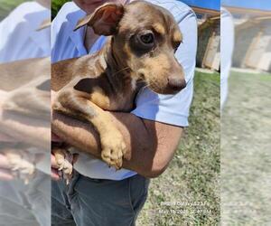 Chihuahua Dogs for adoption in San Antonio, TX, USA