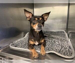 Chihuahua-Unknown Mix Dogs for adoption in Grand Prairie, TX, USA