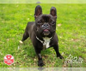 French Bulldog Dogs for adoption in Irvine, CA, USA
