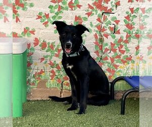 Border Collie-Unknown Mix Dogs for adoption in Hurricane, UT, USA