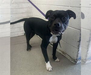 American Pit Bull Terrier Dogs for adoption in San Bernardino, CA, USA