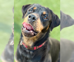 Rottweiler Dogs for adoption in Hillsboro, NH, USA