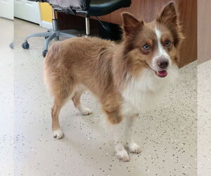 Australian Shepherd Dogs for adoption in York, SC, USA