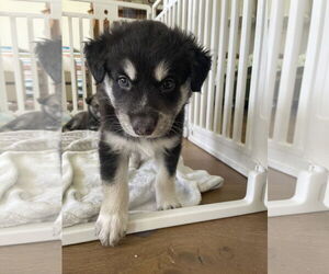Australian Shepherd-Siberian Husky Mix Dogs for adoption in New Orleans, LA, USA