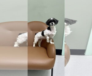 Shih Tzu Dogs for adoption in Weston, FL, USA