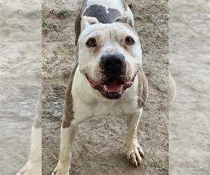 American Pit Bull Terrier Dogs for adoption in Riverside, CA, USA