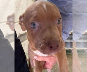 Mutt Dogs for adoption in Rustburg, VA, USA