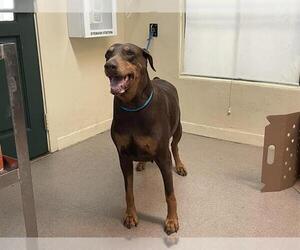 Doberman Pinscher Dogs for adoption in Pasadena, CA, USA