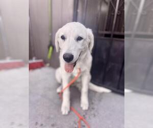 Golden Labrador Dogs for adoption in San Jose, CA, USA