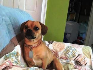 Puggle Dogs for adoption in Richmond, VA, USA