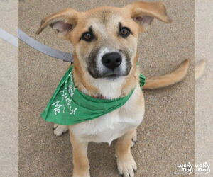 Labrador Retriever-Retriever  Mix Dogs for adoption in Washington, DC, USA