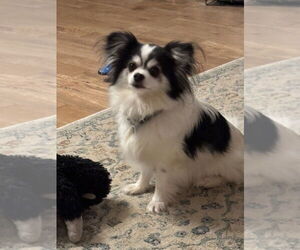 Chihuahua Dogs for adoption in Candler, NC, USA