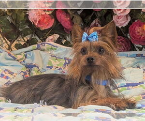 Mutt Dogs for adoption in Bon Carbo, CO, USA