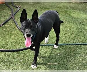 Labrador Retriever-Unknown Mix Dogs for adoption in Las Vegas, NV, USA