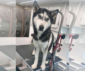 Siberian Husky Dogs for adoption in Severn, MD, USA