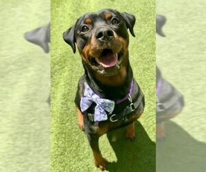Rottweiler Dogs for adoption in San Francisco, CA, USA