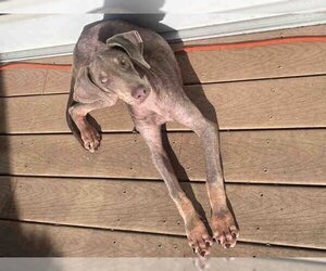 Weimaraner Dogs for adoption in Alameda, CA, USA
