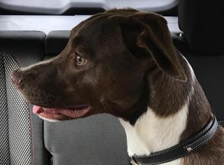 Lab-Pointer Dogs for adoption in Mount Airy, NC, USA