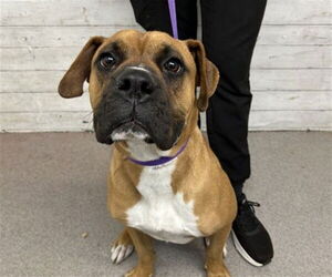 Boxer Dogs for adoption in San Bernardino, CA, USA