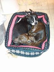 Boston Huahua Dogs for adoption in Iroquois, IL, USA