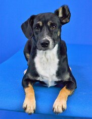 Jack-A-Bee Dogs for adoption in Shakopee, MN, USA