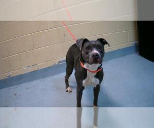 Mutt Dogs for adoption in Tulsa, OK, USA