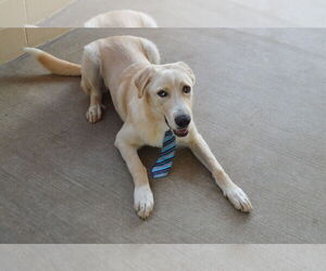 Labrador Retriever-Unknown Mix Dogs for adoption in McKinney, TX, USA