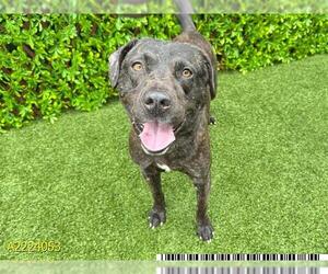 Bulldog-Labrador Retriever Mix Dogs for adoption in West Palm Beach, FL, USA