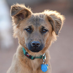 Shollie Dogs for adoption in Kanab, UT, USA