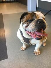 Bulldog Dogs for adoption in Corona, CA, USA