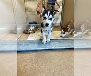Siberian Husky-Unknown Mix Dogs for adoption in Frisco, CO, USA