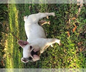 French Bulldog Dogs for adoption in Davie, FL, USA