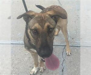 German Shepherd Dog Dogs for adoption in Palmetto, FL, USA