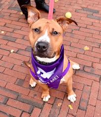 Bullboxer Pit Dogs for adoption in Washington, DC, USA