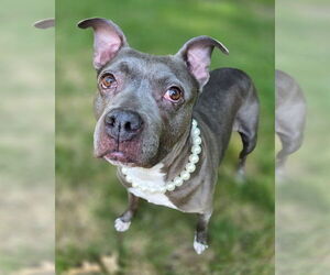 American Pit Bull Terrier Dogs for adoption in Westminster, MA, USA