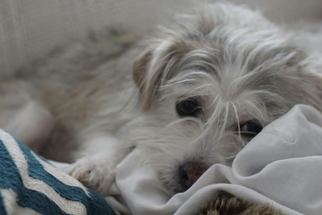 Cairn Terrier-Glen of Imaal Terrier Mix Dogs for adoption in Phoenix, AZ, USA